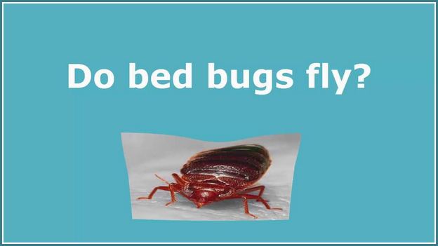 Do Bed Bugs Have Wings And Fly