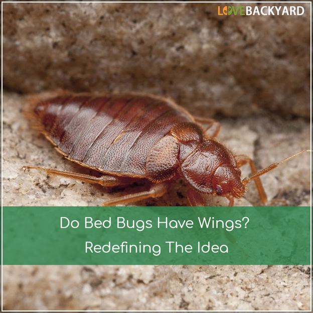 Does Bed Bugs Have Wings