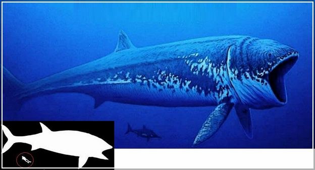 Largest Animal In The World Of All Time