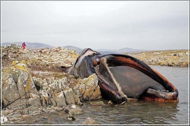 Largest Animal In The World