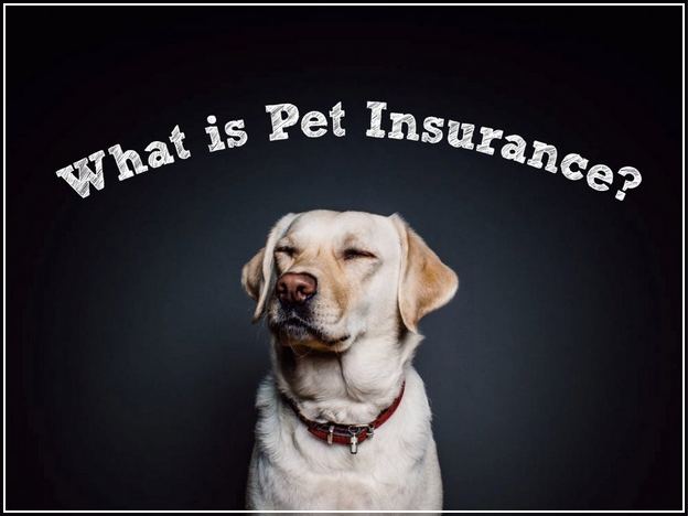 Pet Insurance For Dogs Over 9 Years Old