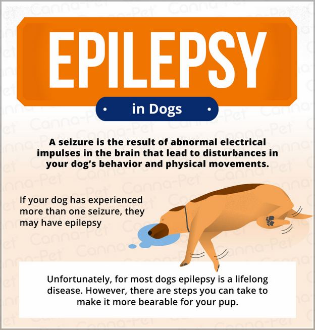Pet Insurance For Dogs With Epilepsy