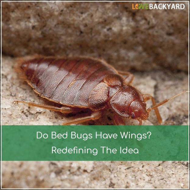 Do Bed Bugs Have Clear Wings